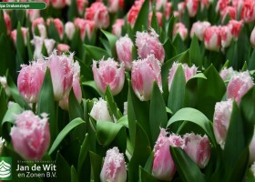 Tulipa Drakensteyn ® (2)